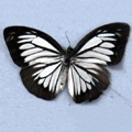 Dark wandererValeria ceylanica